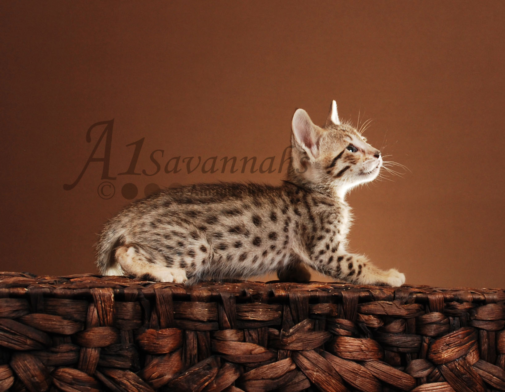 Lilly F5 Female Savannah Kitten — A1 Savannahs
