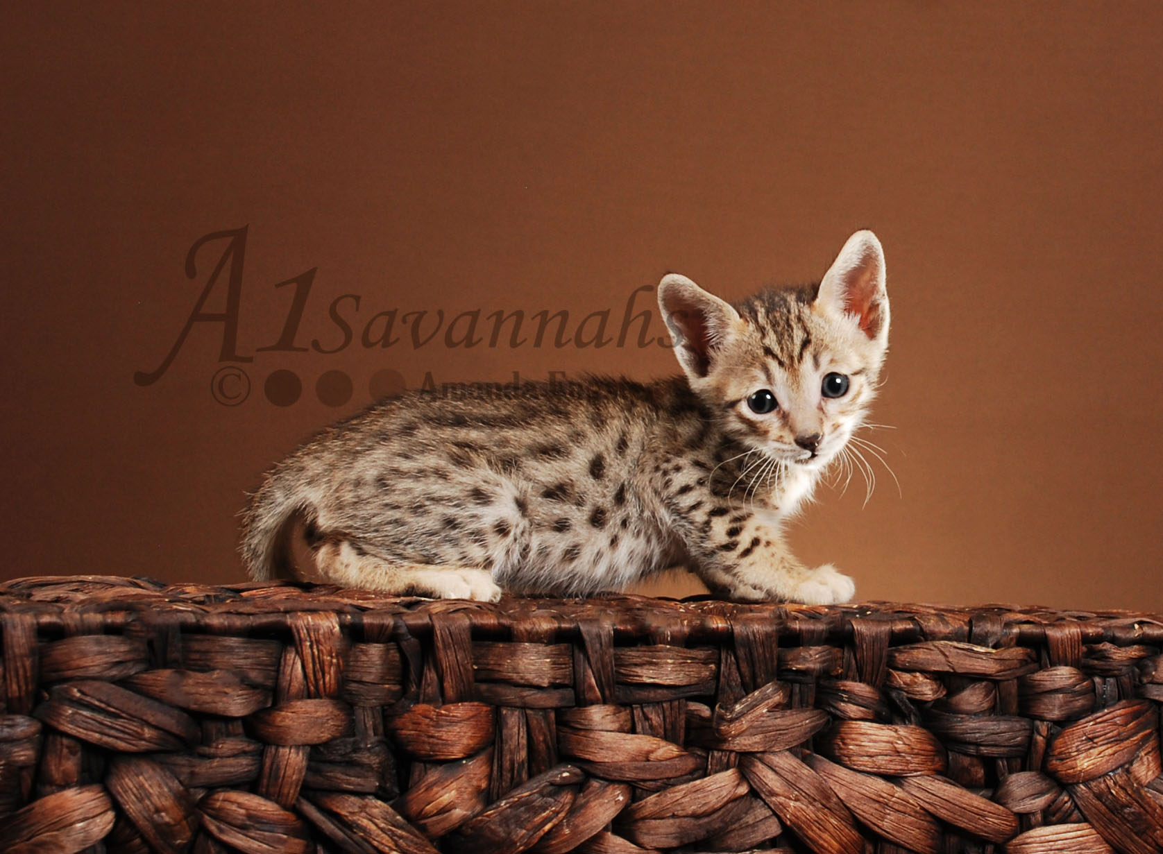 A1Savannahs Lilly F5 Female Savannah Kitten