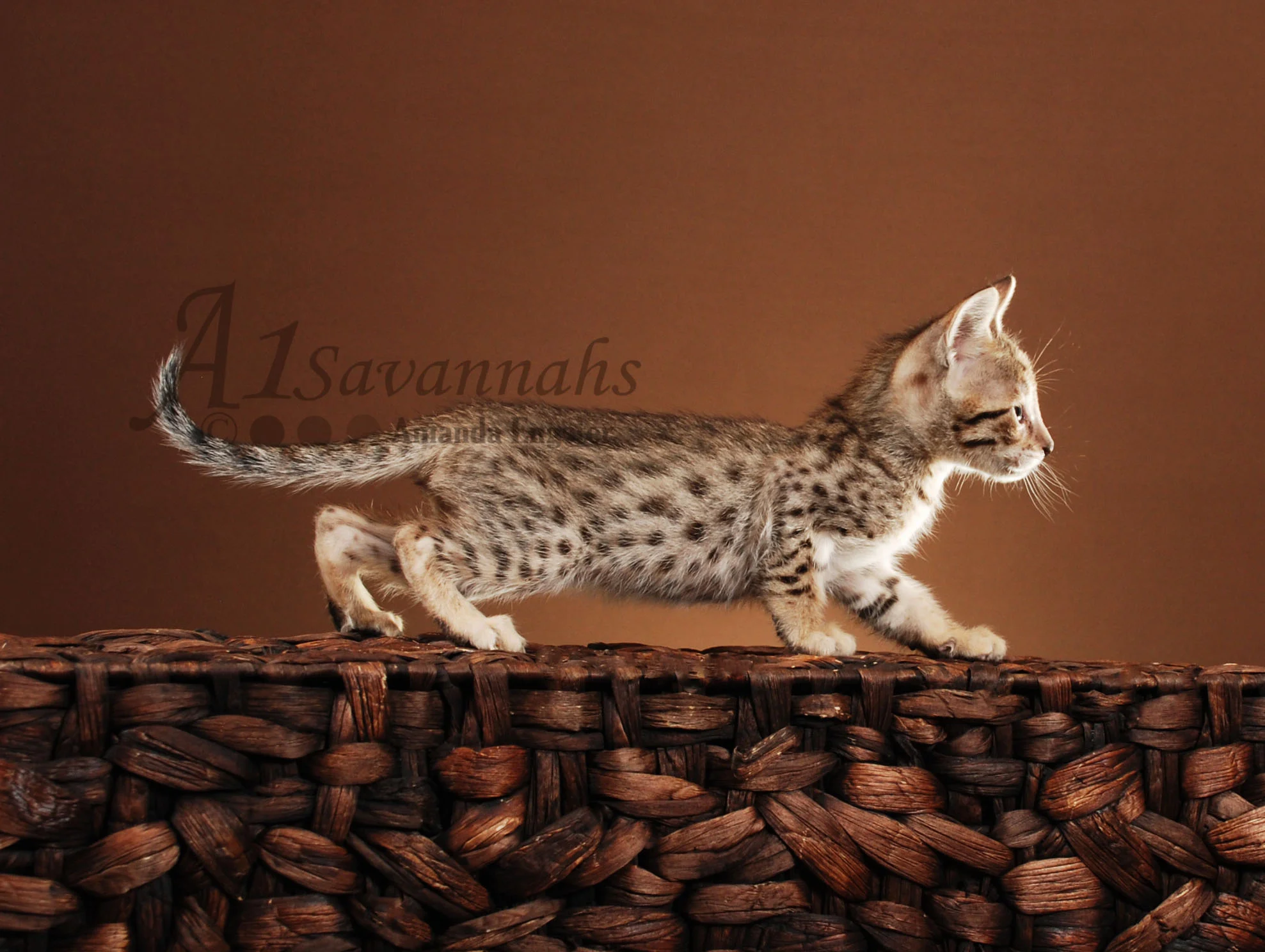 A1Savannahs Lilly F5 Female Savannah Kitten