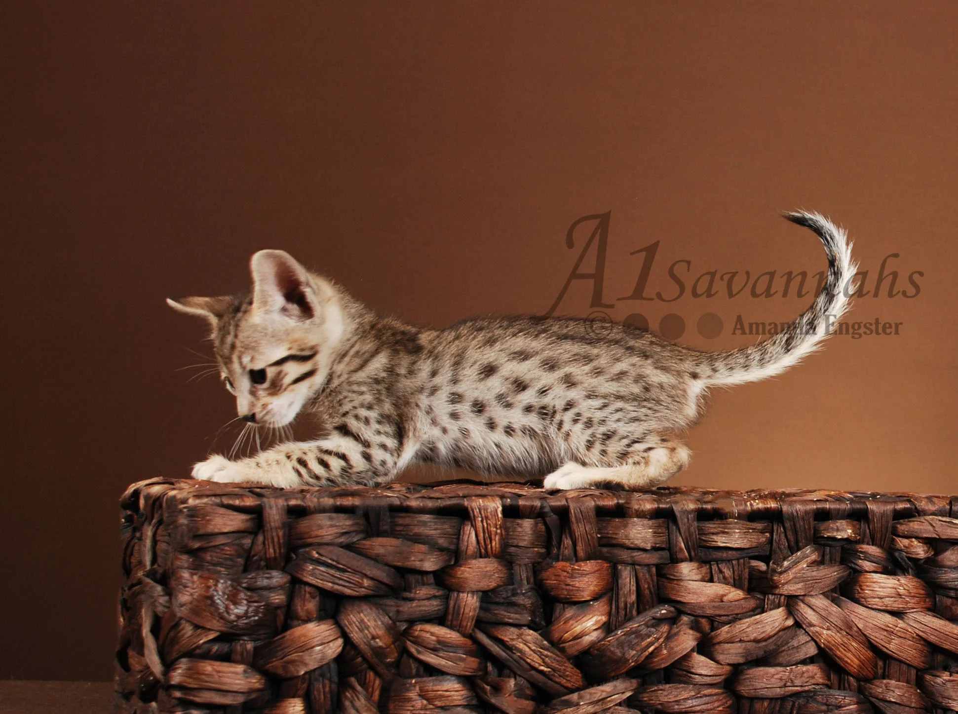 A1Savannahs Lilly F5 Female Savannah Kitten