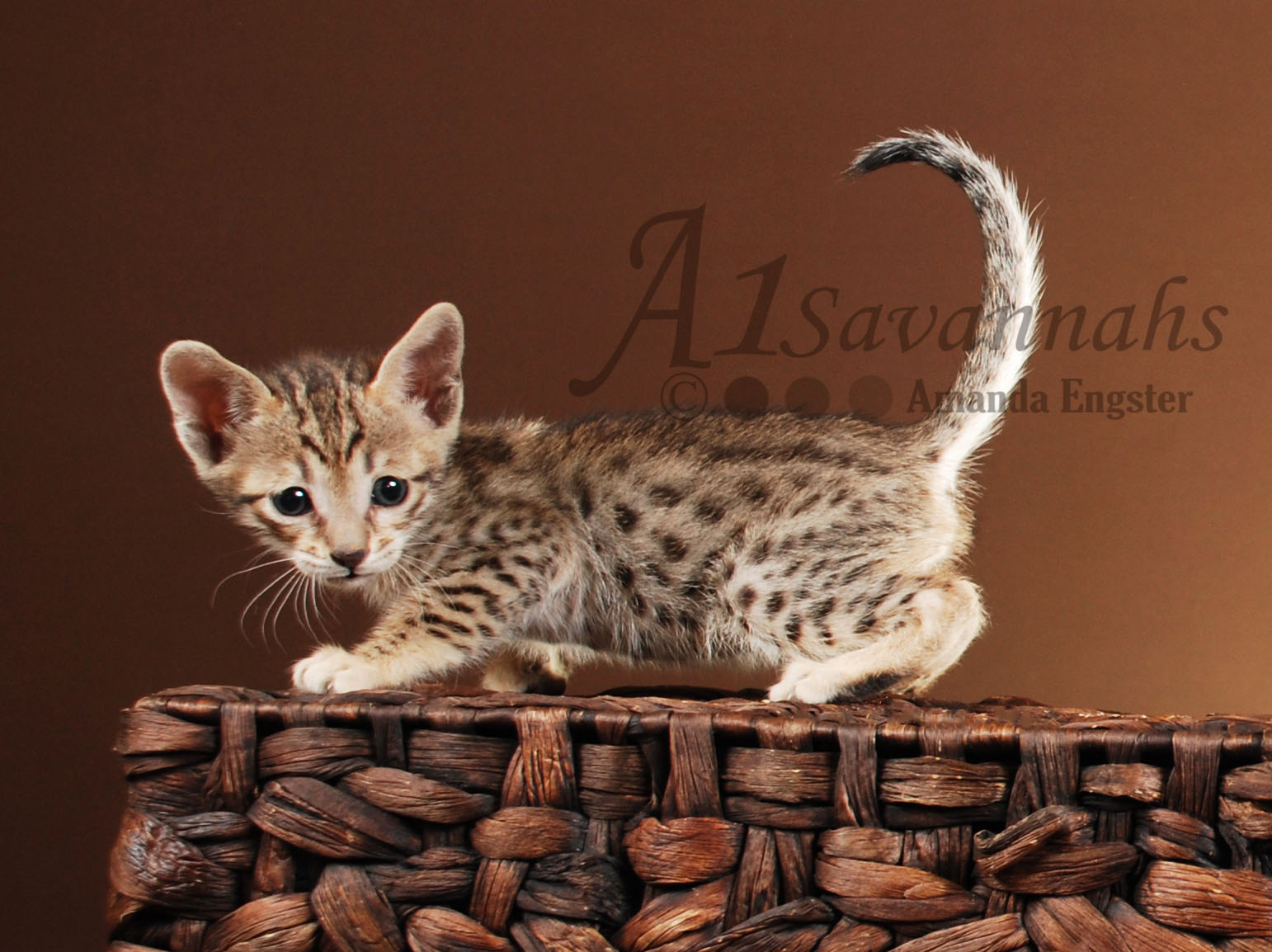 A1Savannahs Lilly F5 Female Savannah Kitten