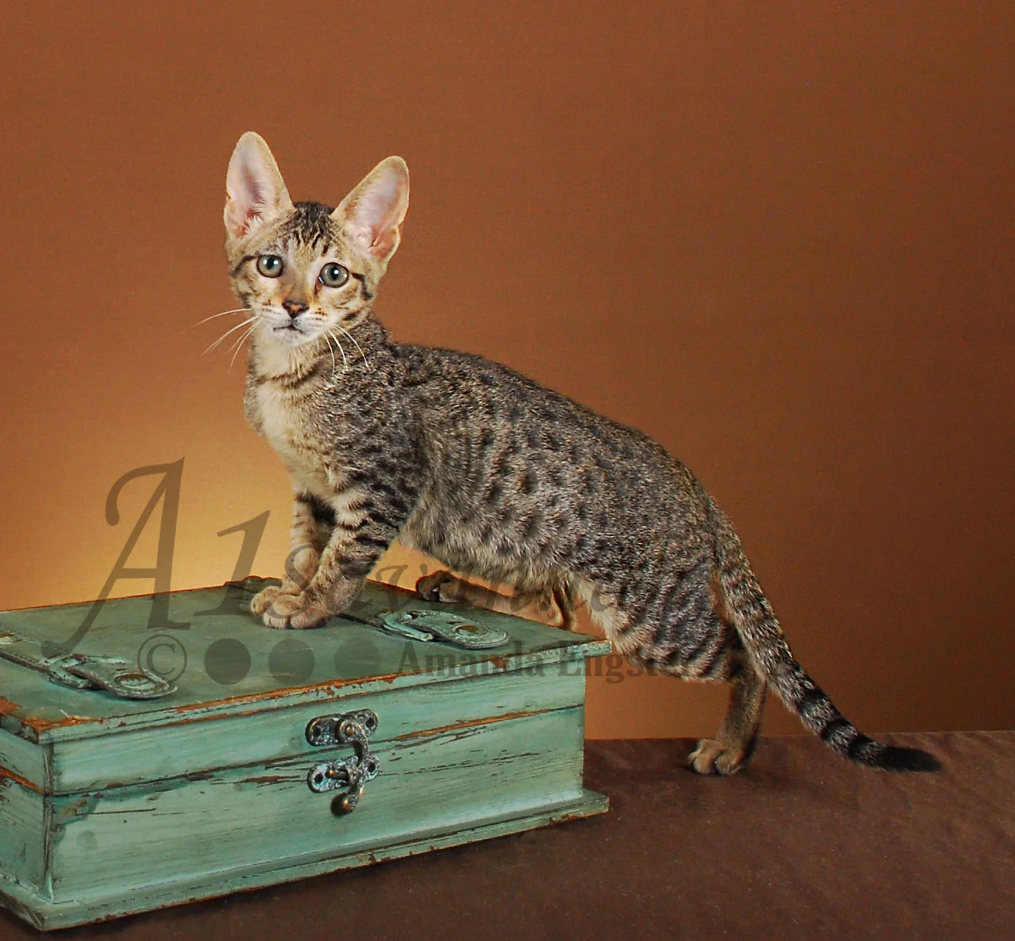 A1Savannahs Lilly F5 Female Savannah Kitten