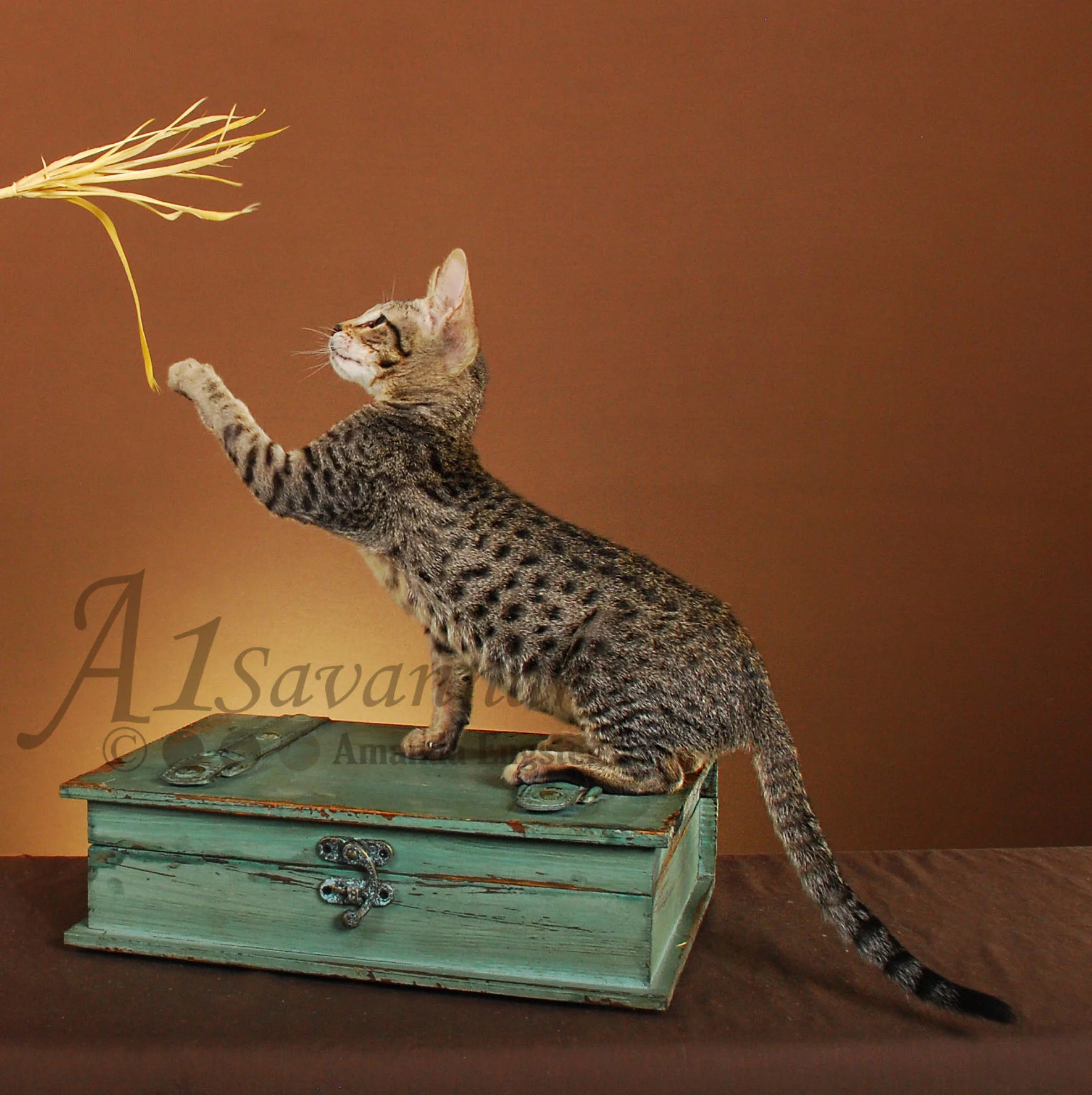 A1Savannahs Lilly F5 Female Savannah Kitten