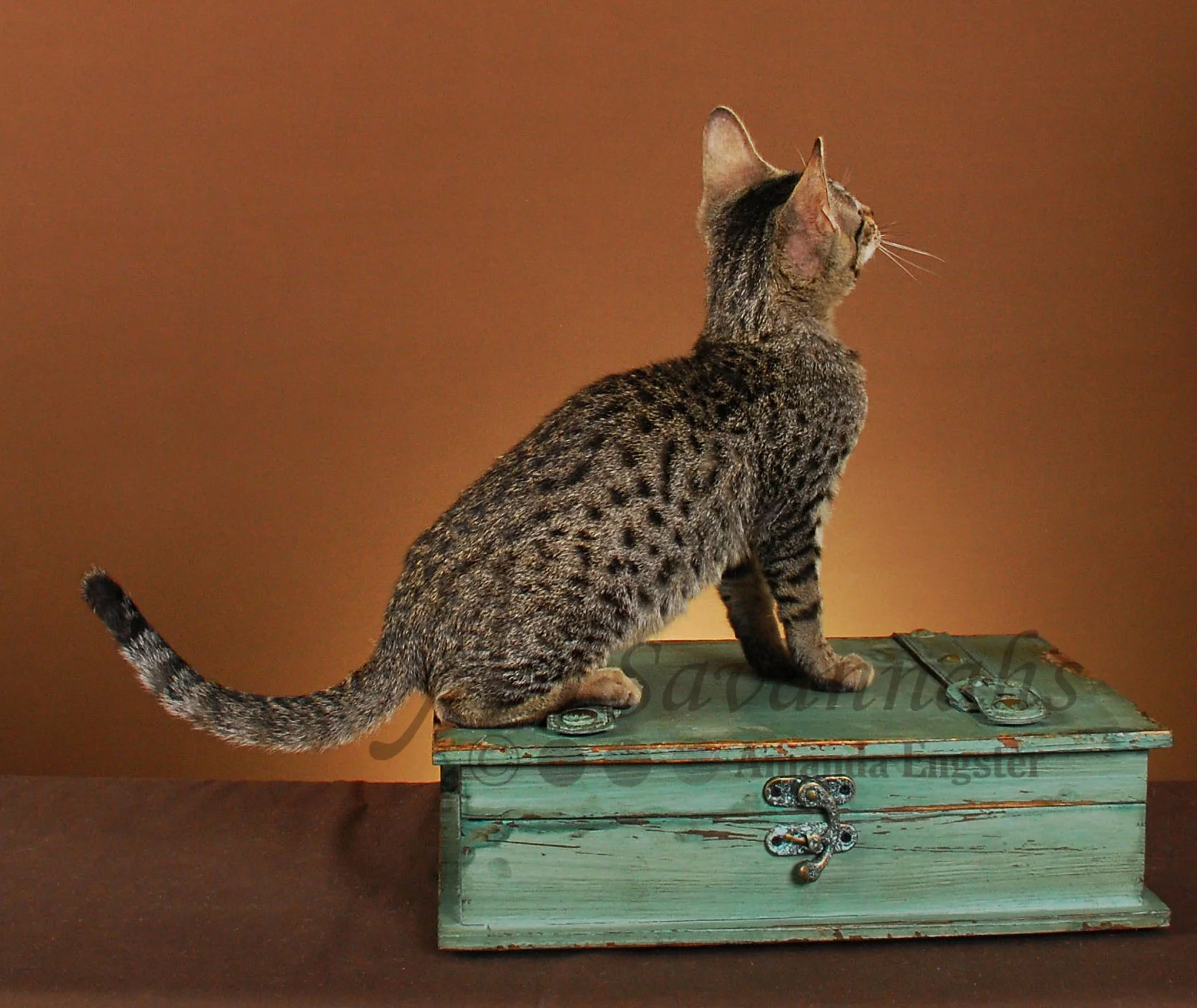 A1Savannahs Lilly F5 Female Savannah Kitten