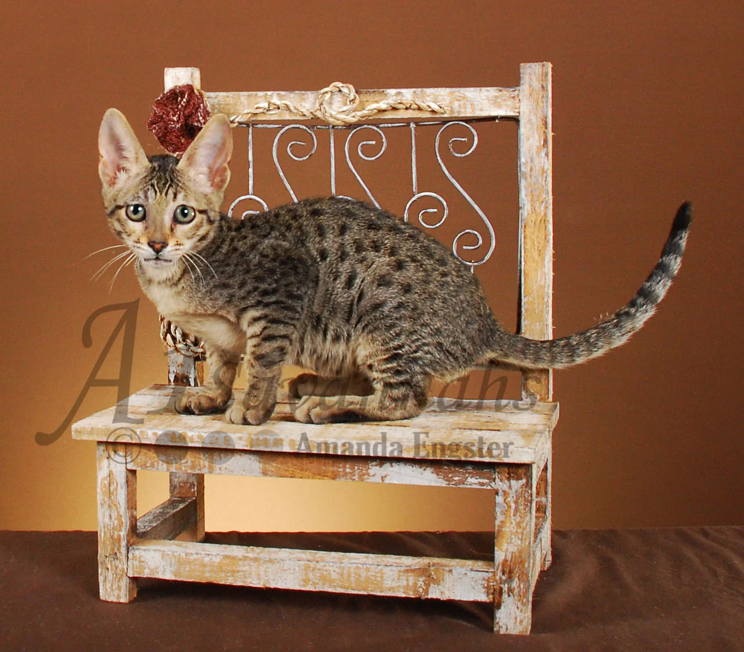 A1Savannahs Lilly F5 Female Savannah Kitten