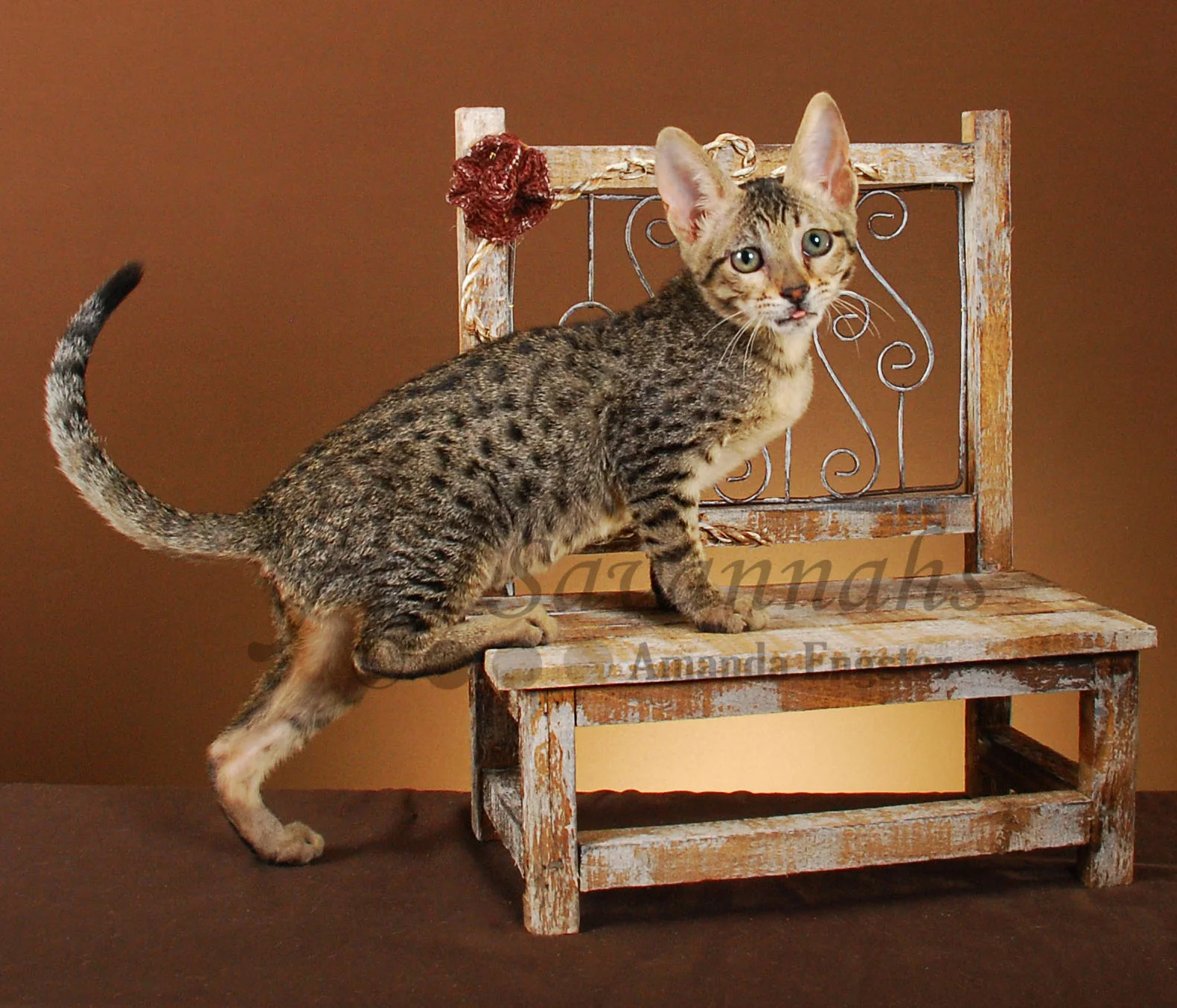 A1Savannahs Lilly F5 Female Savannah Kitten