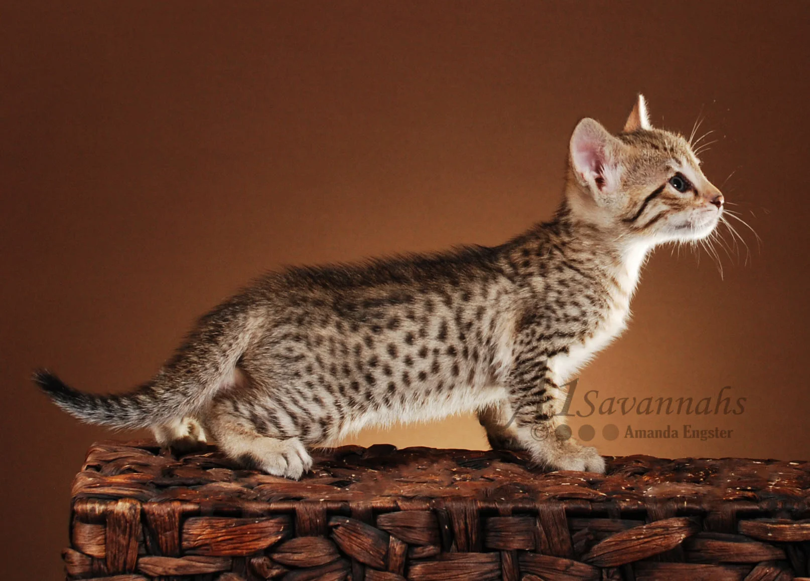 A1Savannahs Hazel F5 Female Savannah Kitten