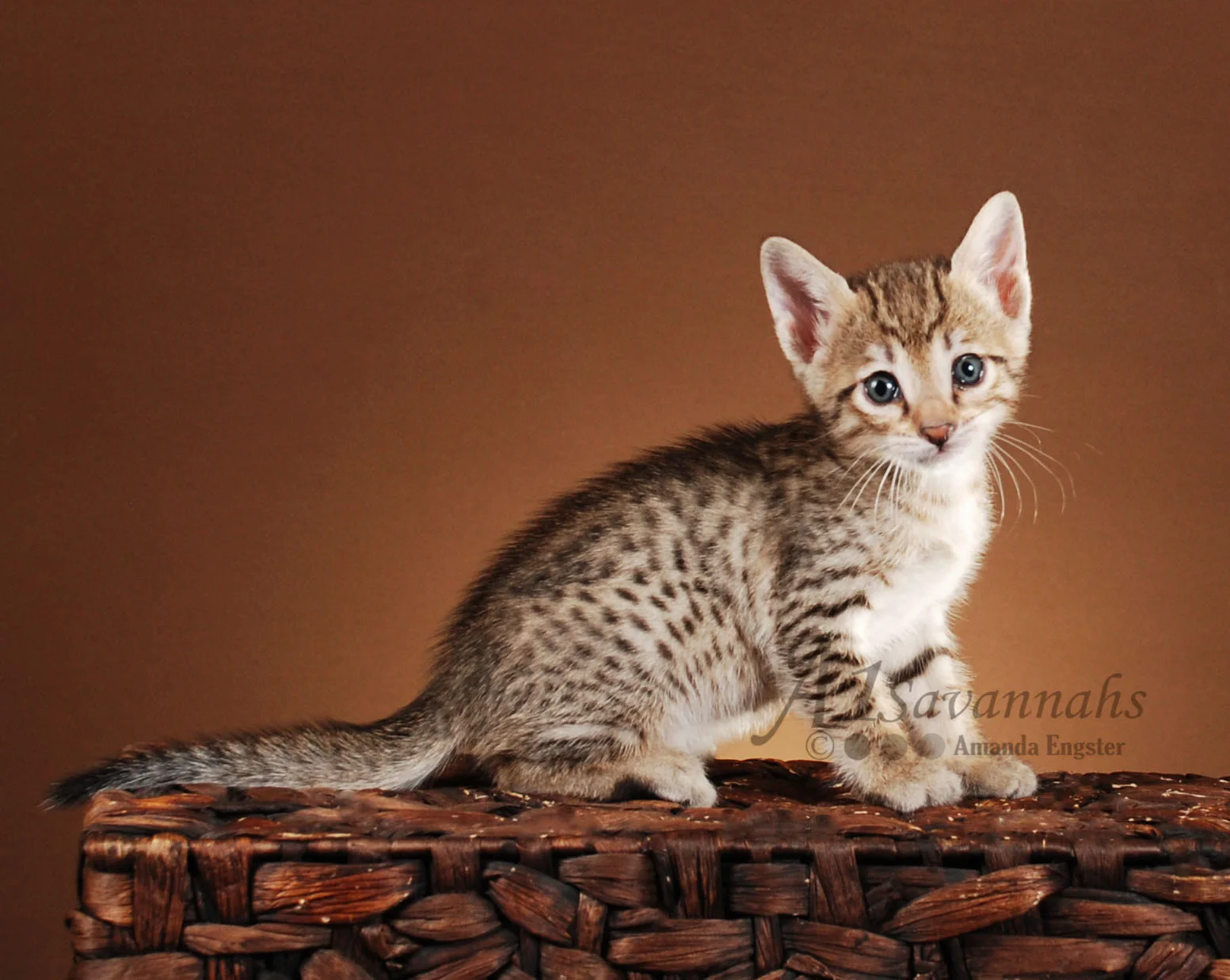 A1Savannahs Hazel F5 Female Savannah Kitten