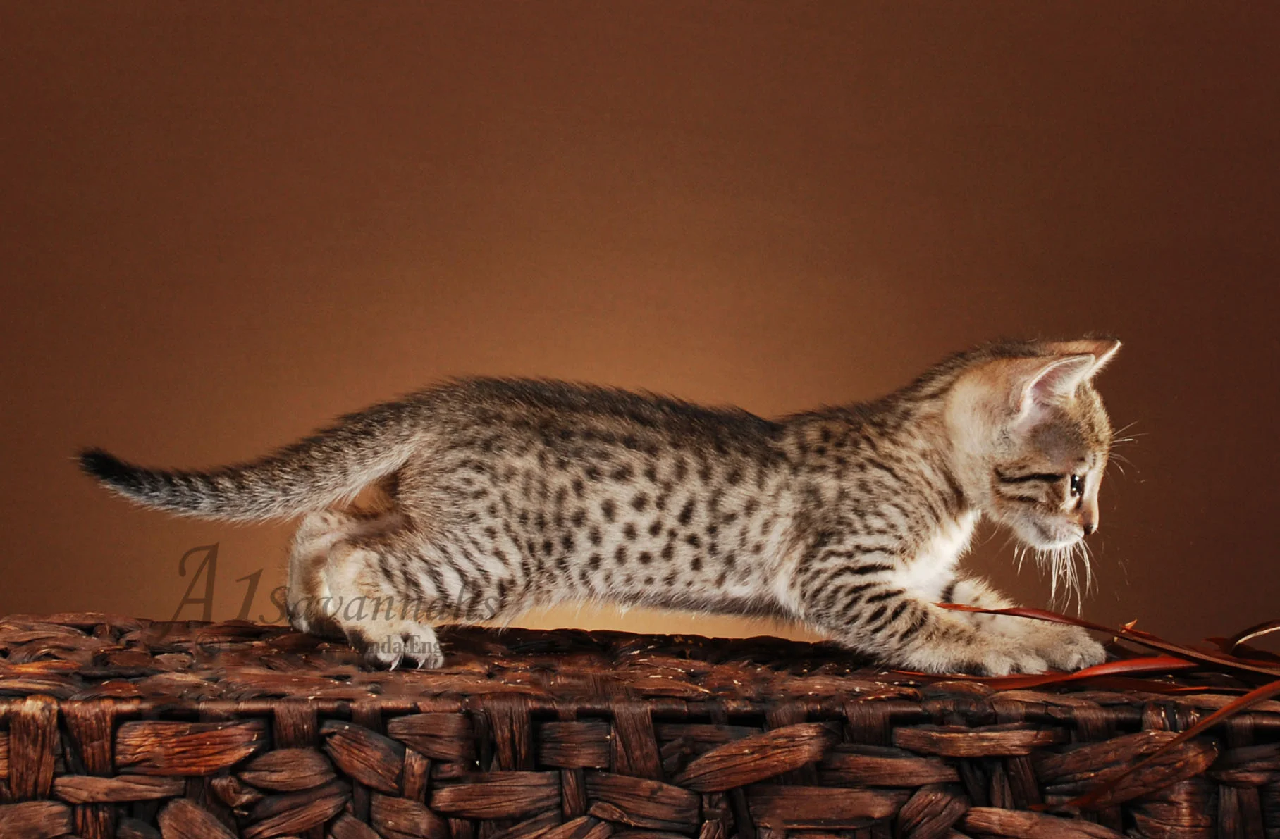 A1Savannahs Hazel F5 Female Savannah Kitten