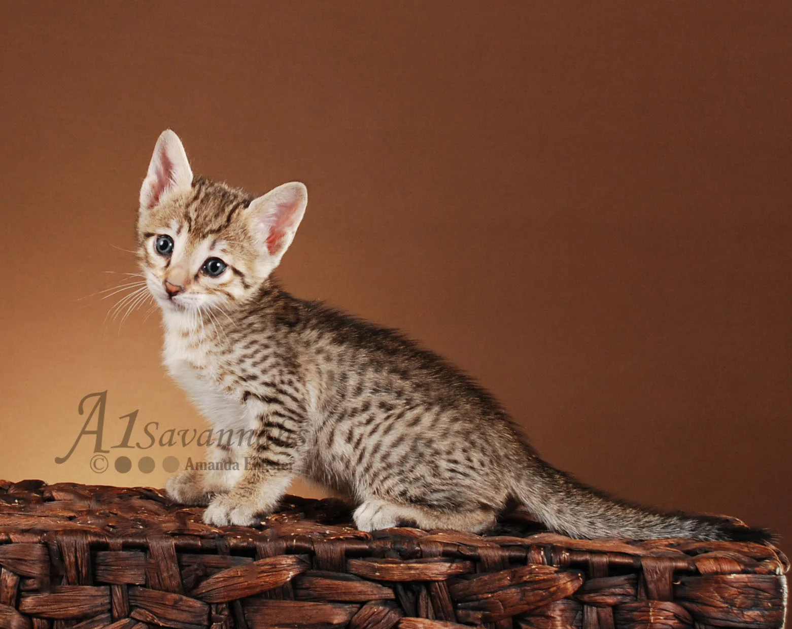 A1Savannahs Hazel F5 Female Savannah Kitten