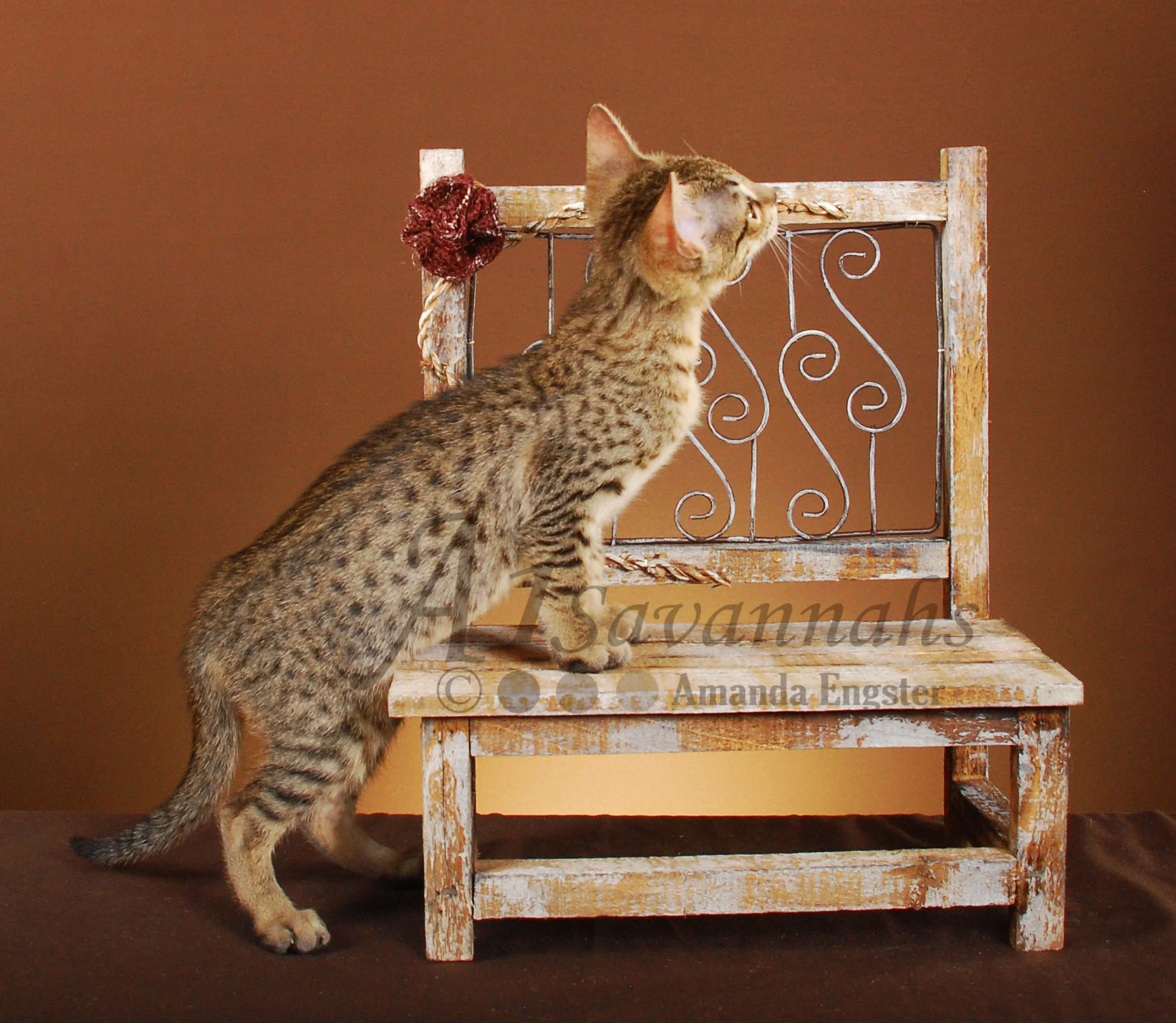 A1Savannahs Hazel F5 Female Savannah Kitten