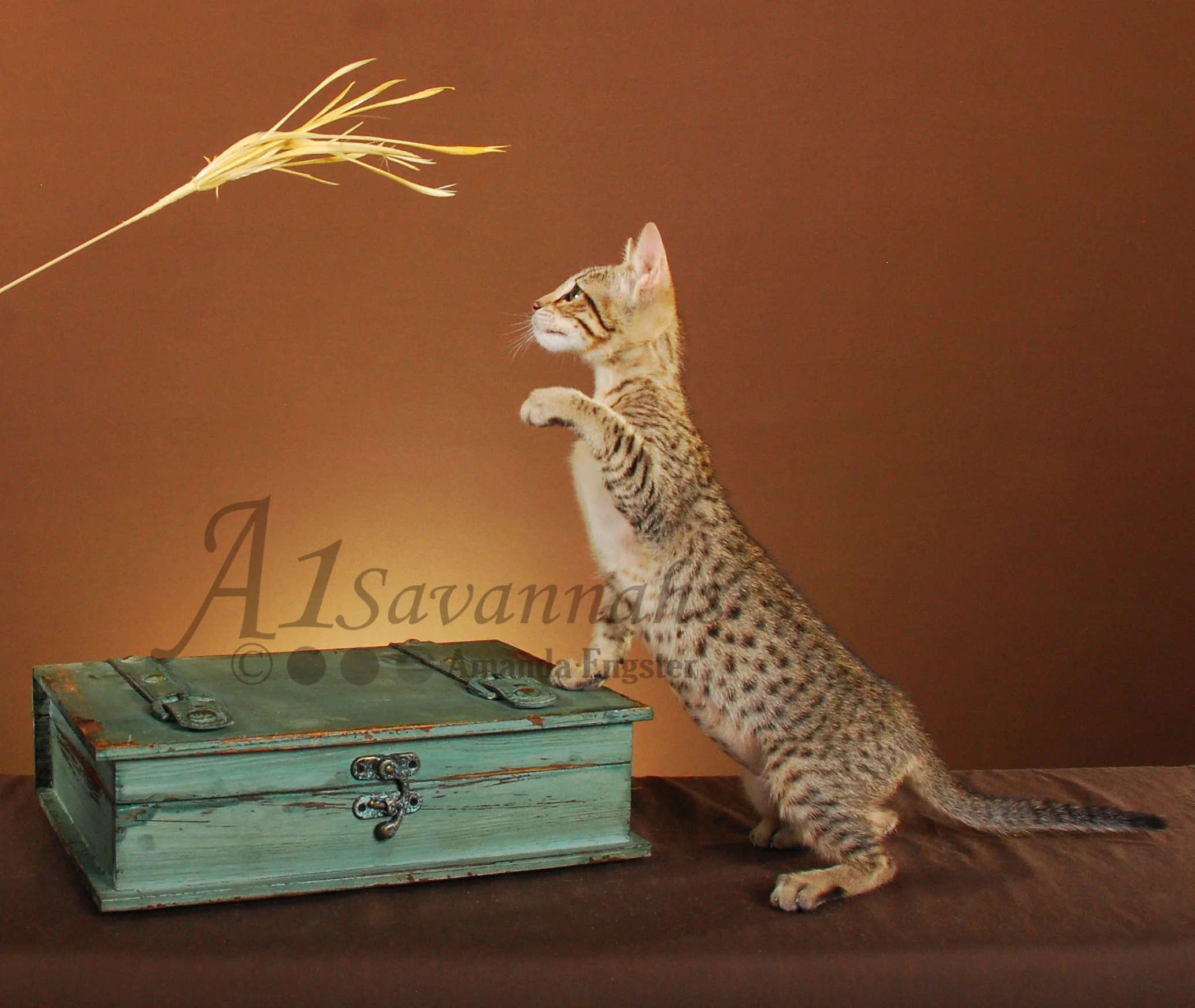 A1Savannahs Hazel F5 Female Savannah Kitten