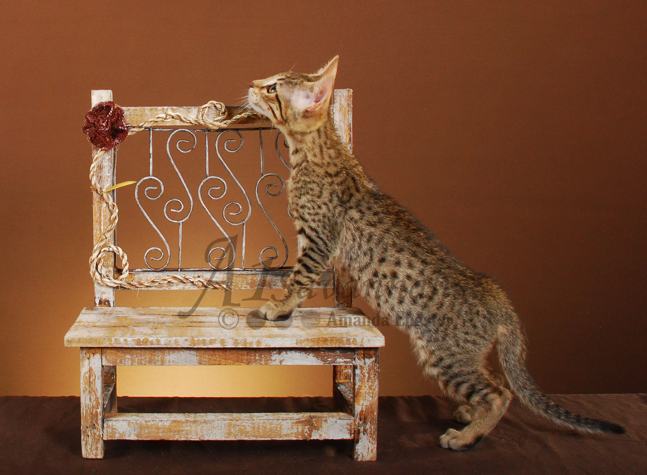 A1Savannahs Hazel F5 Female Savannah Kitten