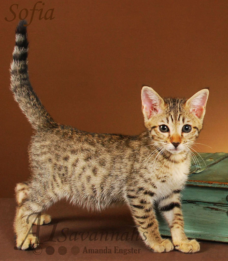 A1Savannahs Sofia SBT Female Savannah Kitten