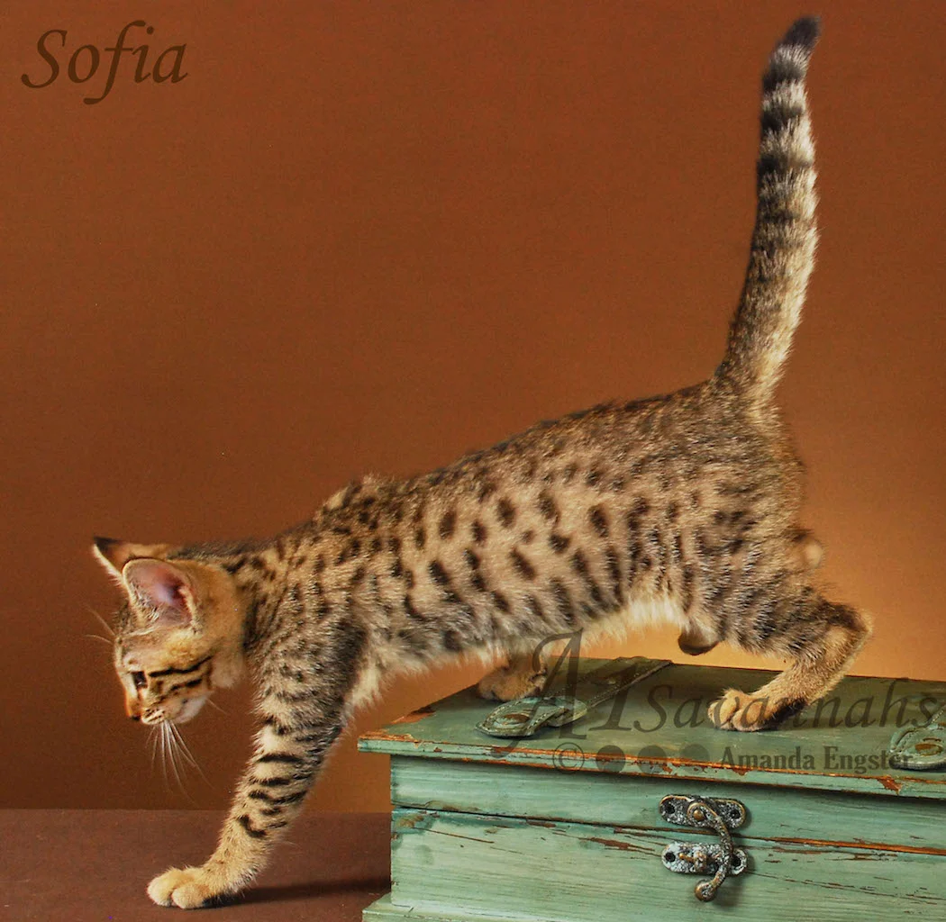 A1Savannahs Sofia SBT Female Savannah Kitten