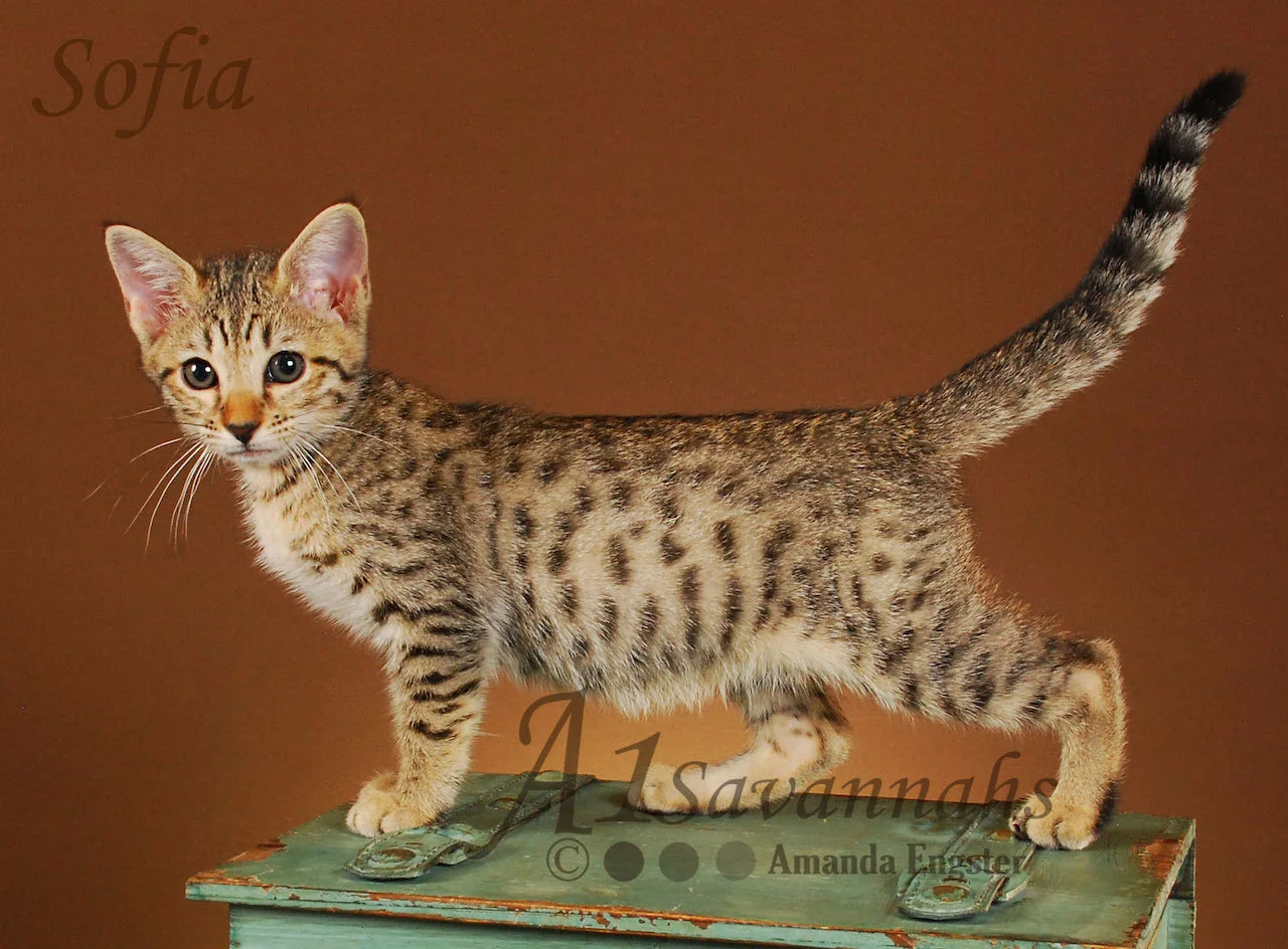 A1Savannahs Sofia SBT Female Savannah Kitten