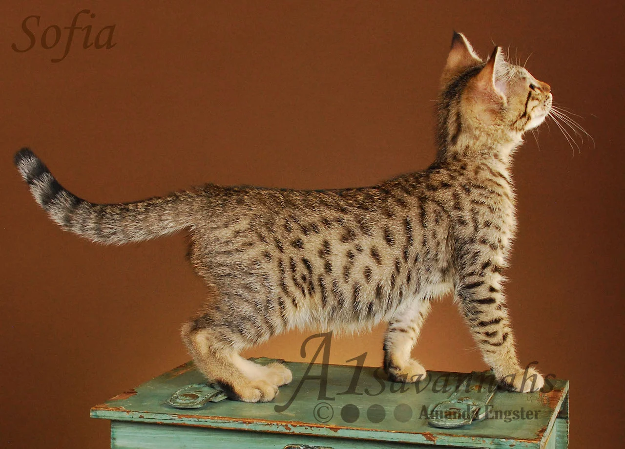 A1Savannahs Sofia SBT Female Savannah Kitten