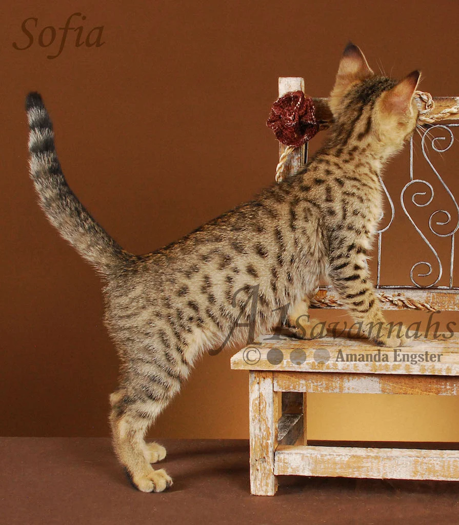 A1Savannahs Sofia SBT Female Savannah Kitten