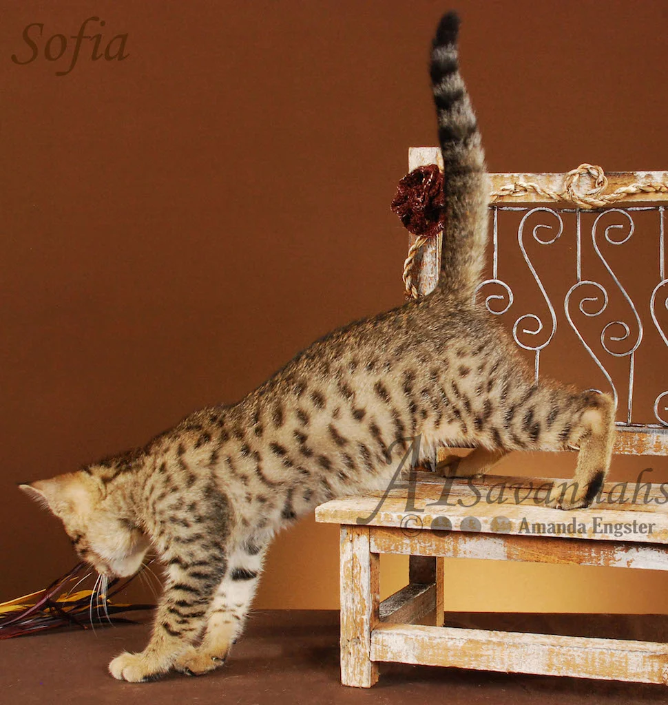 A1Savannahs Sofia SBT Female Savannah Kitten