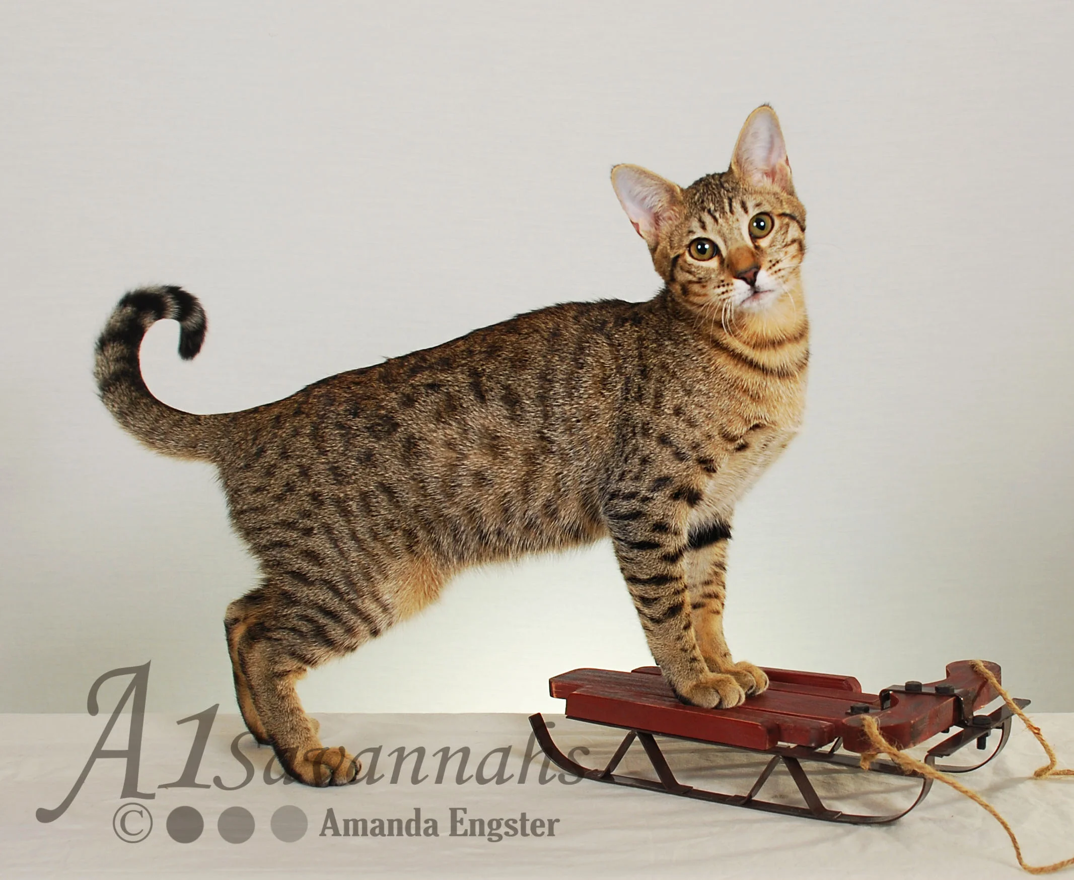 A1Savannahs Sofia SBT Female Savannah Kitten