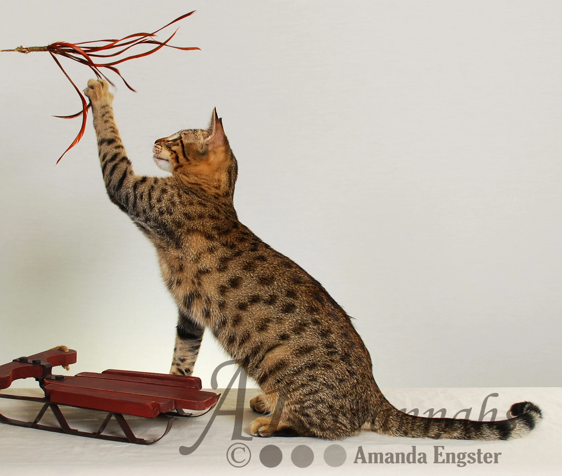 A1Savannahs Sofia SBT Female Savannah Kitten