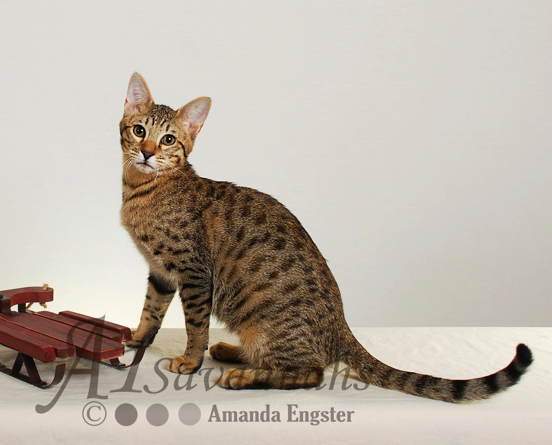 A1Savannahs Sofia SBT Female Savannah Kitten