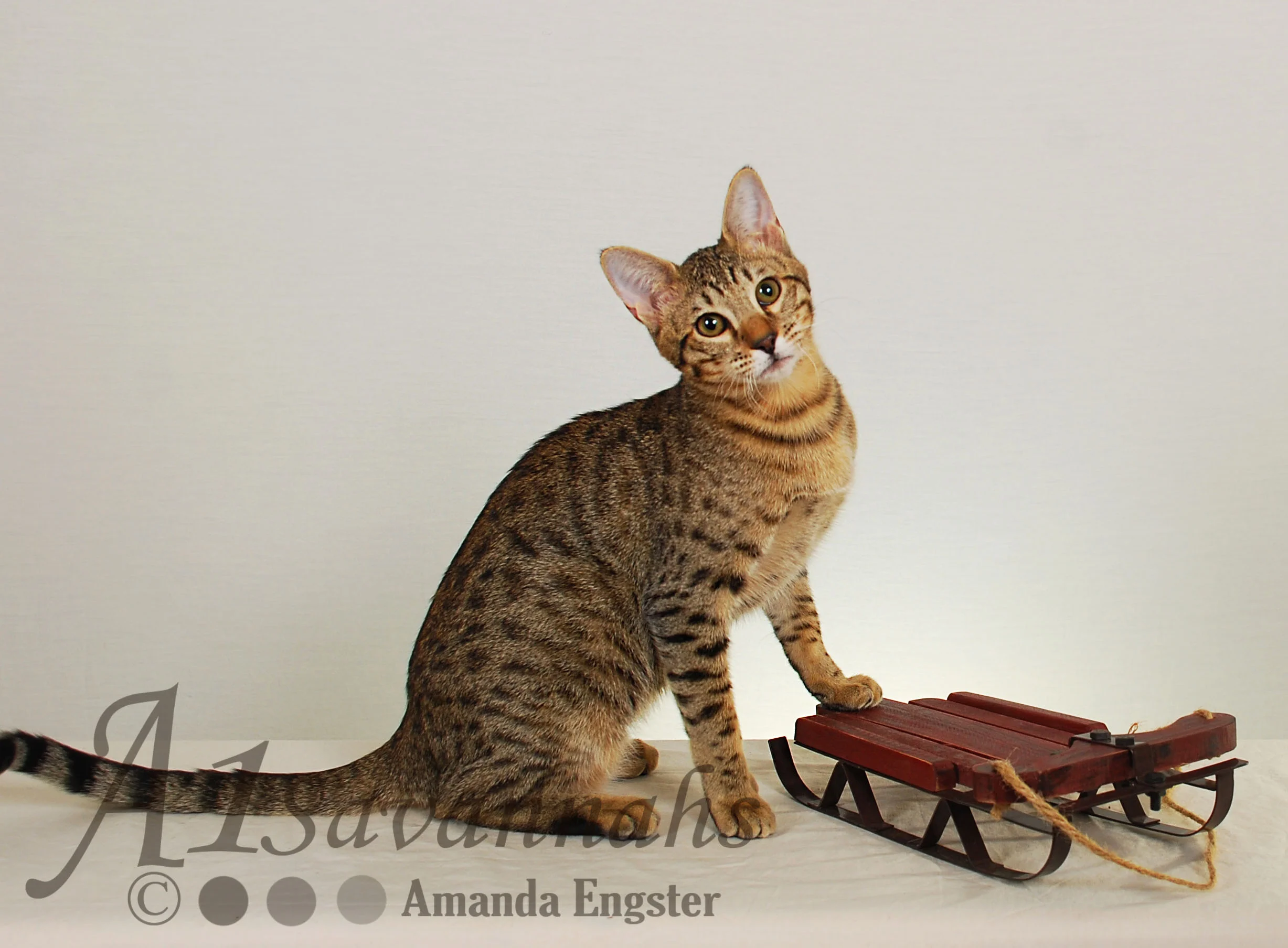 A1Savannahs Sofia SBT Female Savannah Kitten