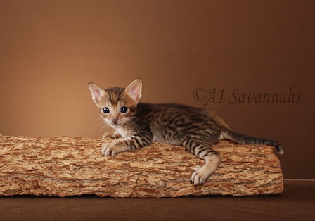 A1Savannahs Callaway F5 Male Savannah Kitten