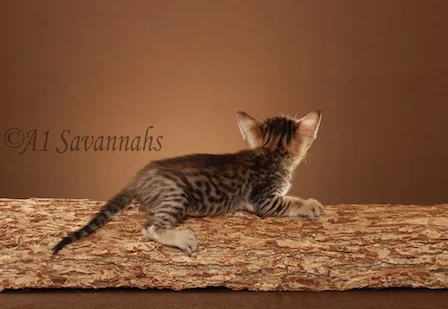 A1Savannahs Callaway F5 Male Savannah Kitten