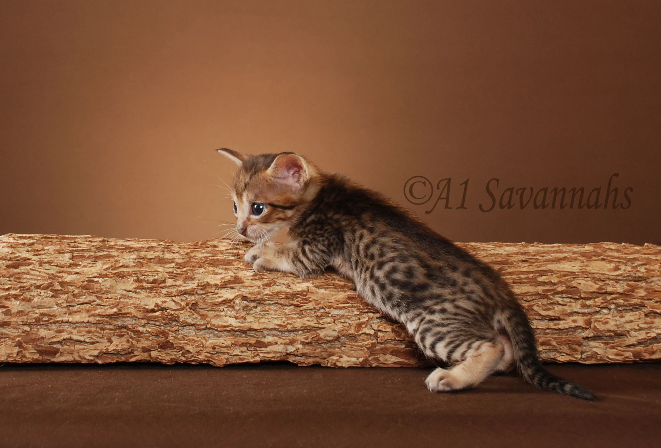 A1Savannahs Callaway F5 Male Savannah Kitten