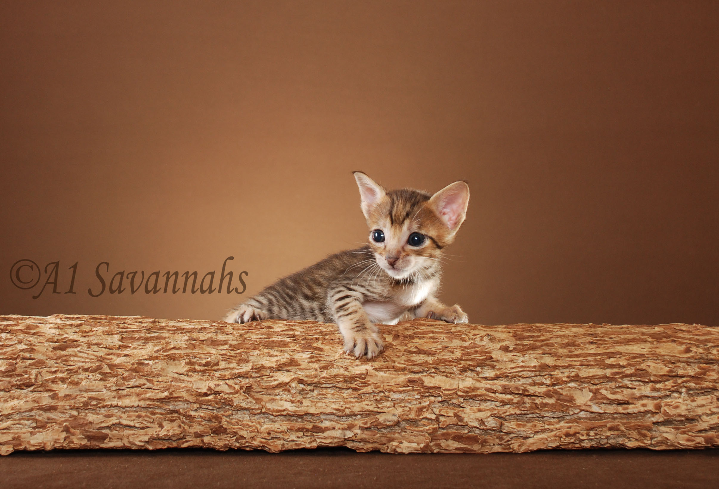 A1Savannahs Callaway F5 Male Savannah Kitten