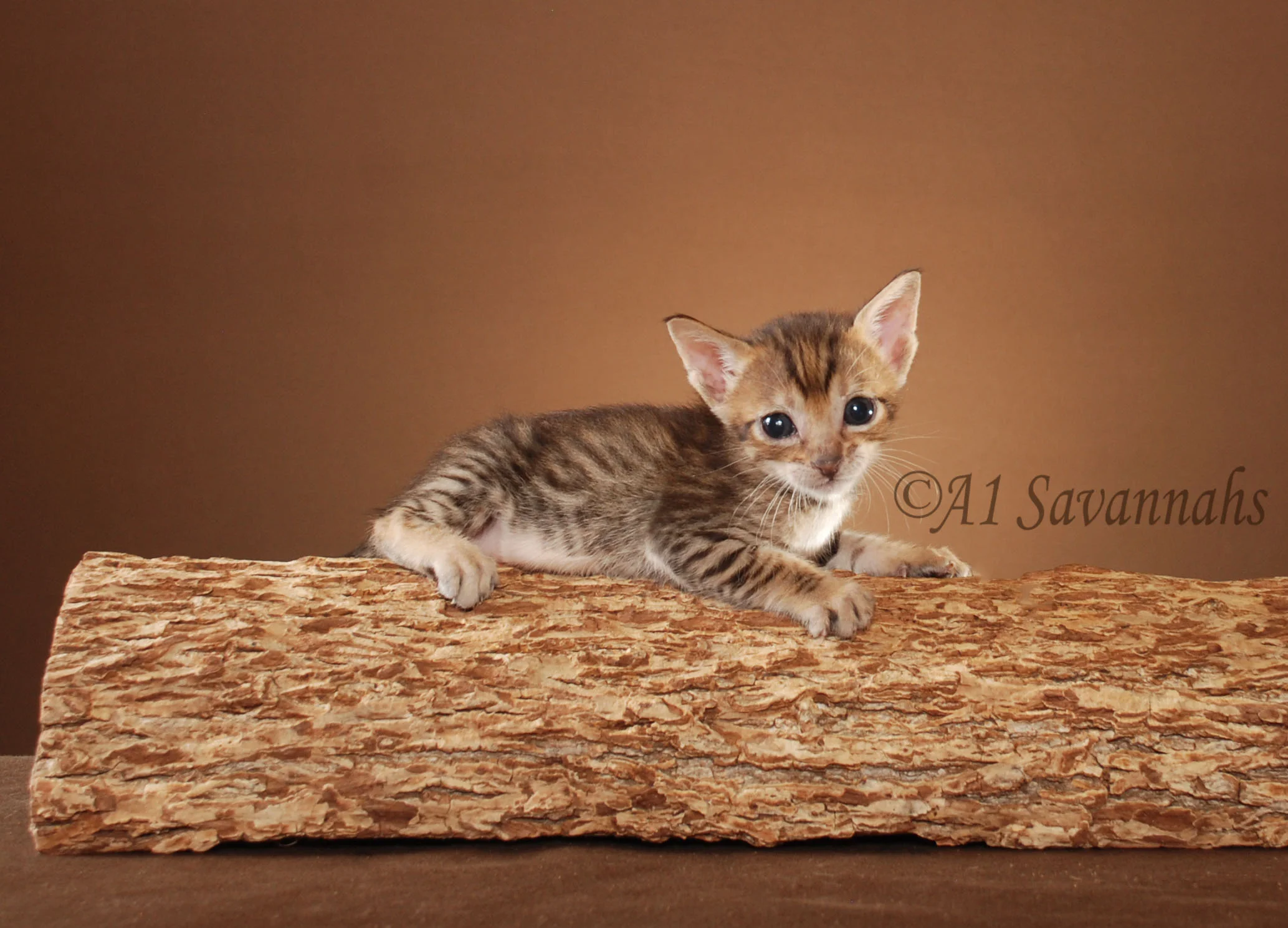A1Savannahs Callaway F5 Male Savannah Kitten