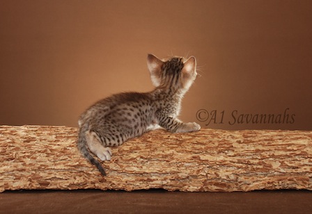 A1Savannahs Cami F5 Female Savannah Kitten