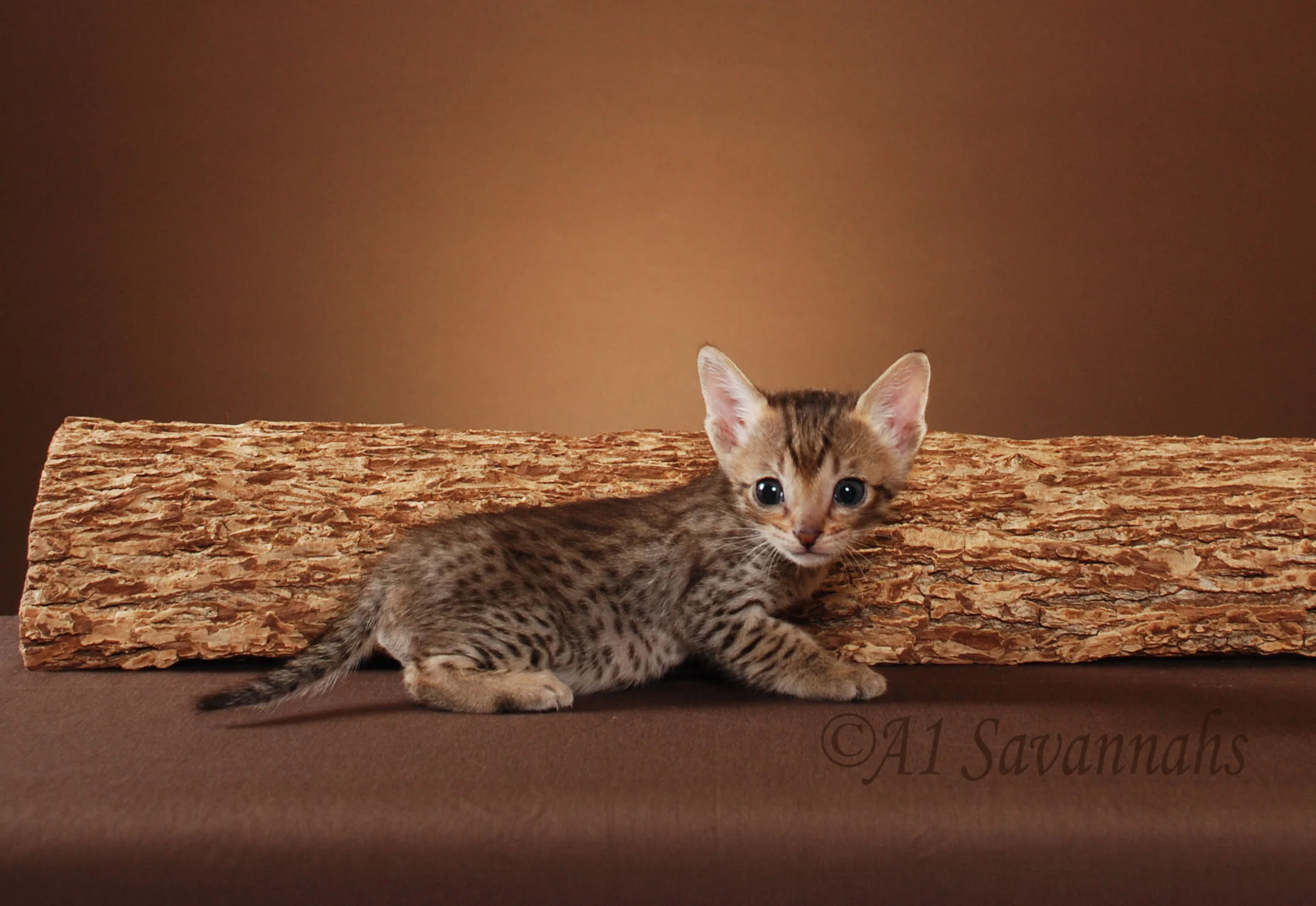 A1Savannahs Cami F5 Female Savannah Kitten