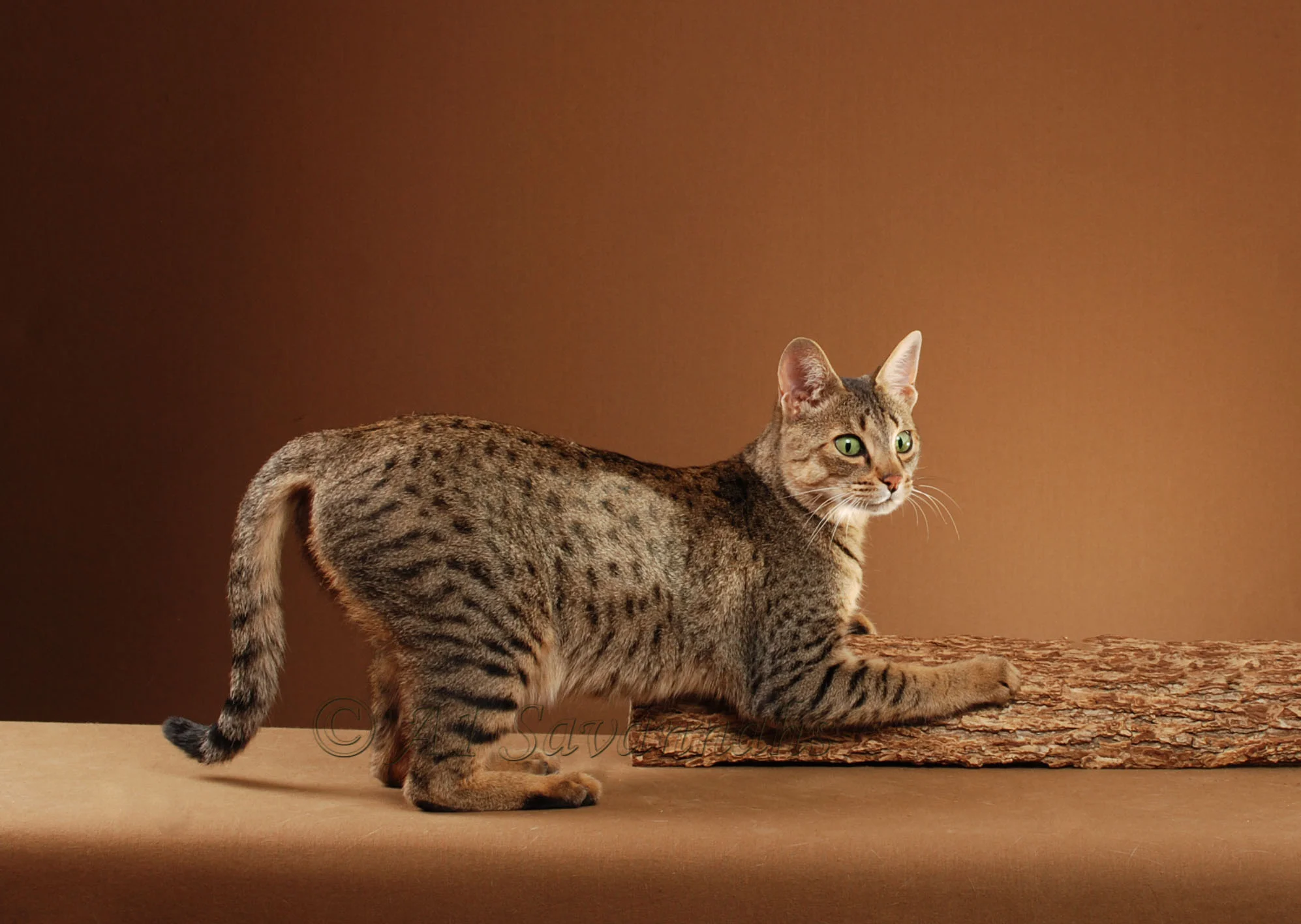 mother A1Savannahs Cami F5 Female Savannah Kitten