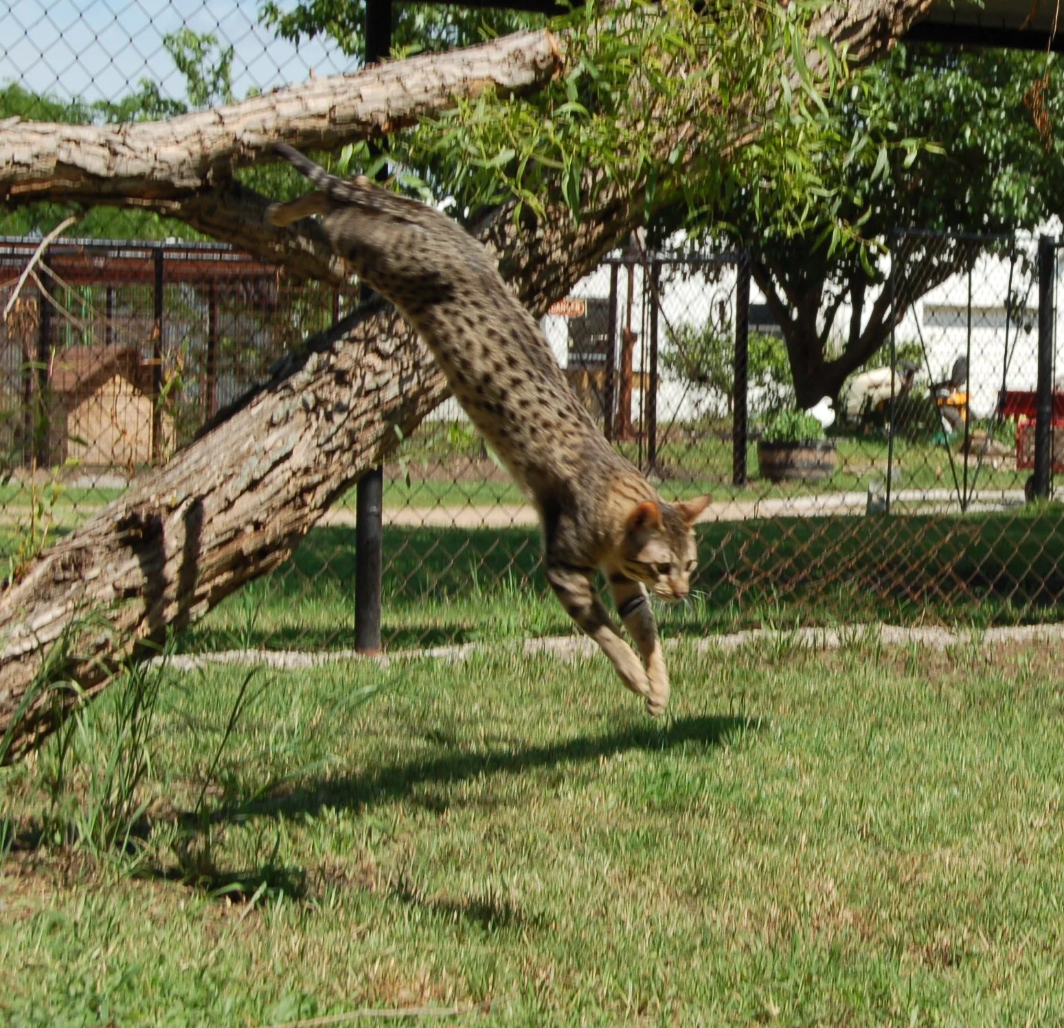 father A1Savannahs Cami F5 Female Savannah Kitten