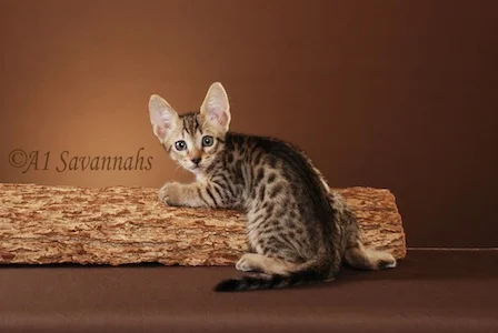 A1Savannahs Merlot SBT Male Savannah Kitten