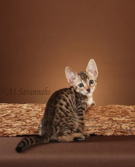 A1Savannahs Merlot SBT Male Savannah Kitten