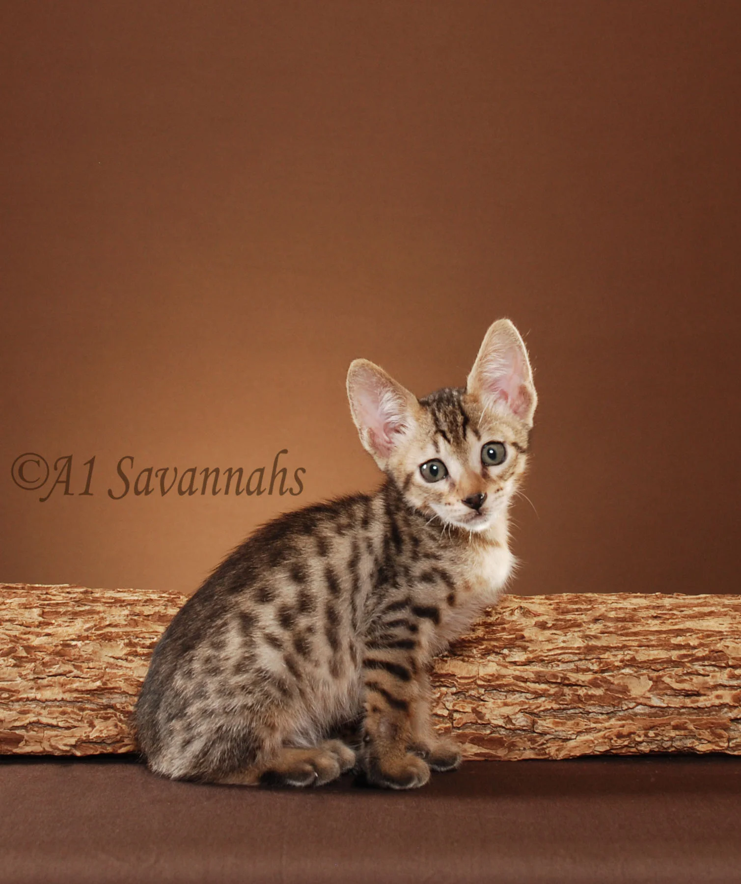 A1Savannahs Merlot SBT Male Savannah Kitten