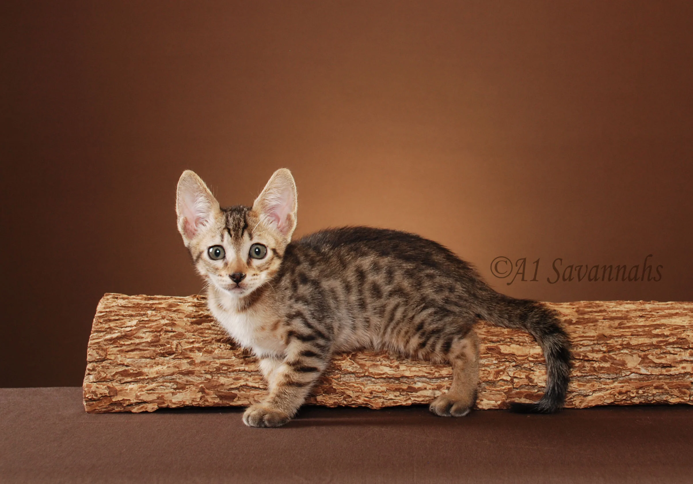 A1Savannahs Merlot SBT Male Savannah Kitten