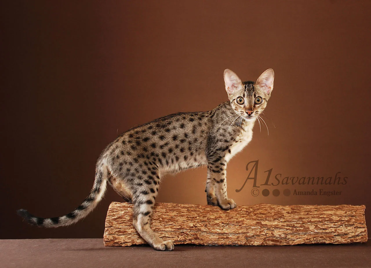 A1Savannahs Adrina F4 Female Savannah Kitten