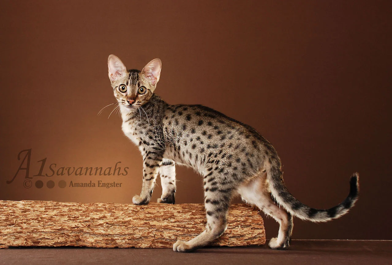 A1Savannahs Adrina F4 Female Savannah Kitten