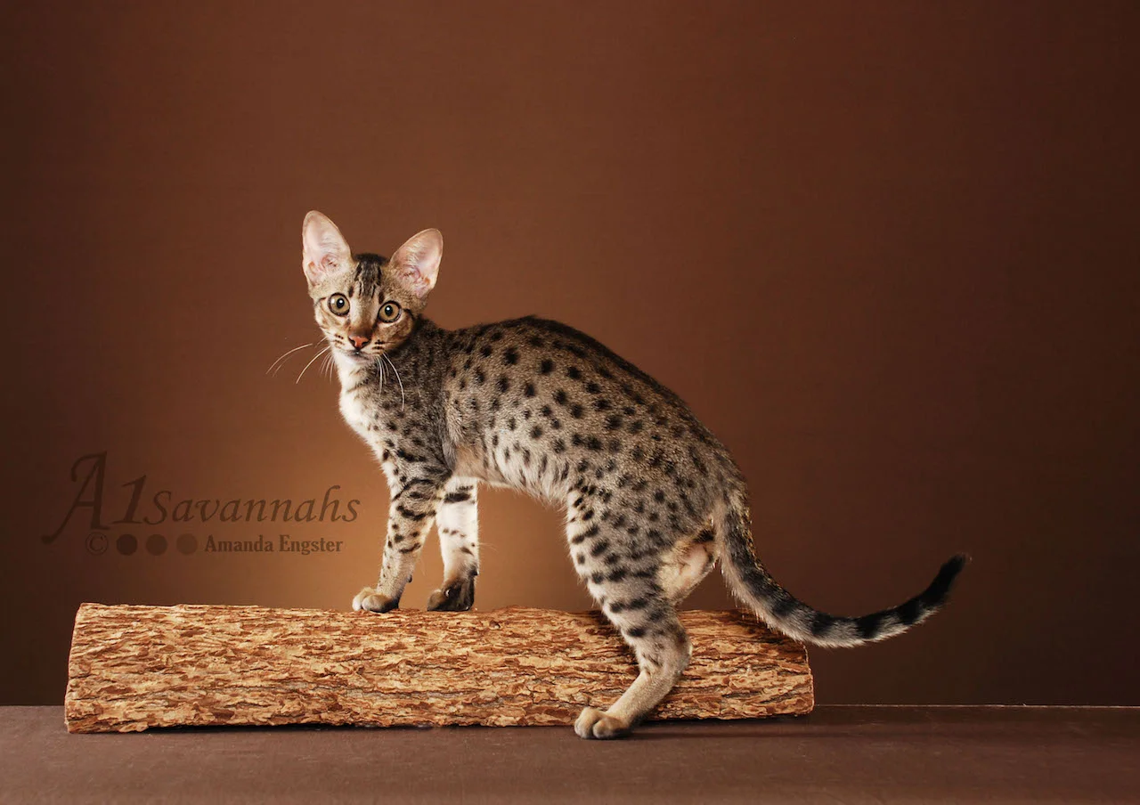 A1Savannahs Adrina F4 Female Savannah Kitten