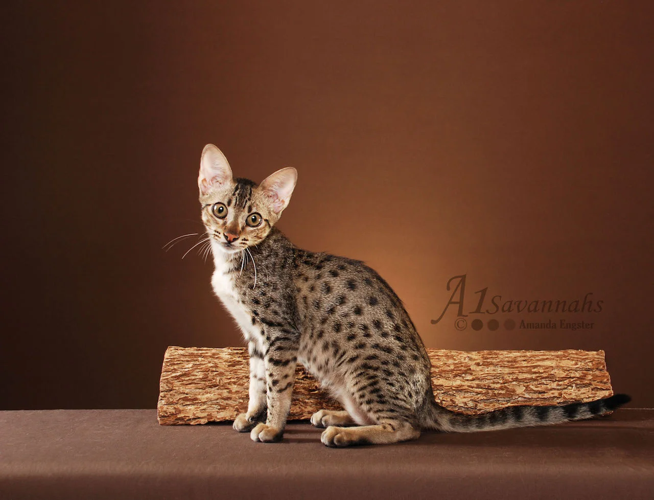 A1Savannahs Adrina F4 Female Savannah Kitten