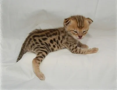 A1Savannahs kitten