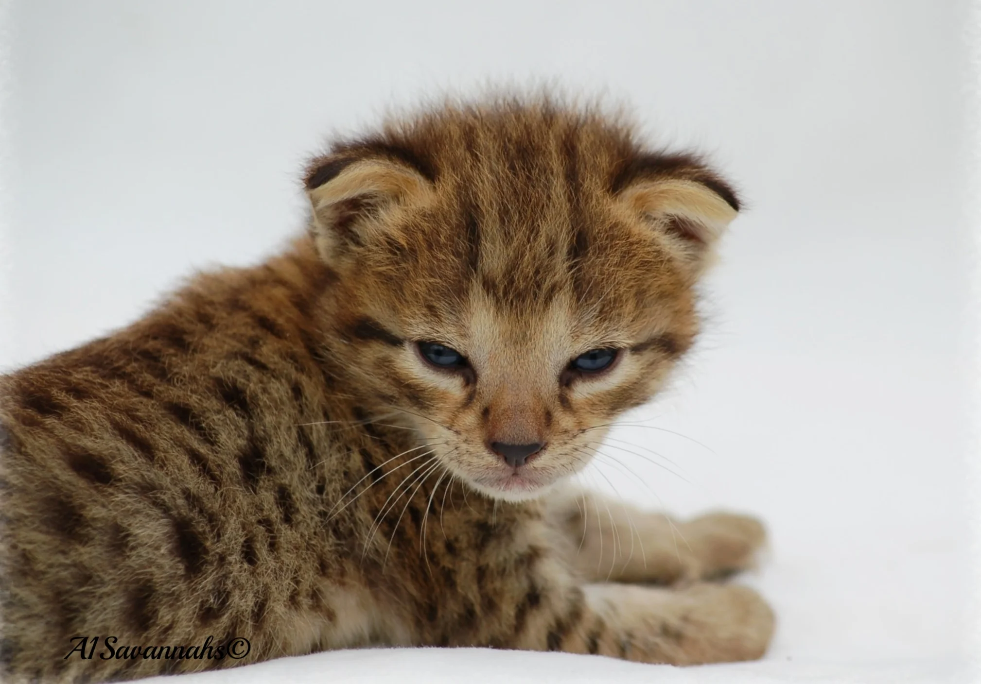 A1Savannahs kitten