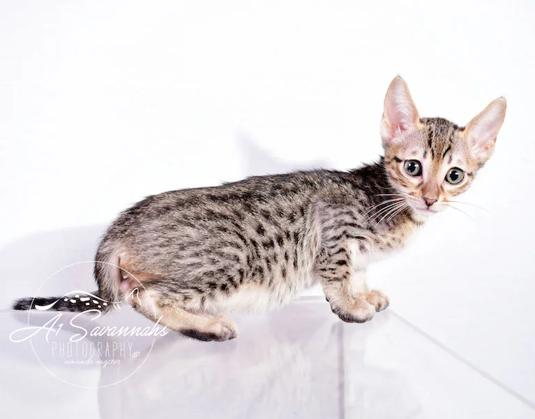 A1 Savannahs Sage is an SBT Savannah Kitten 