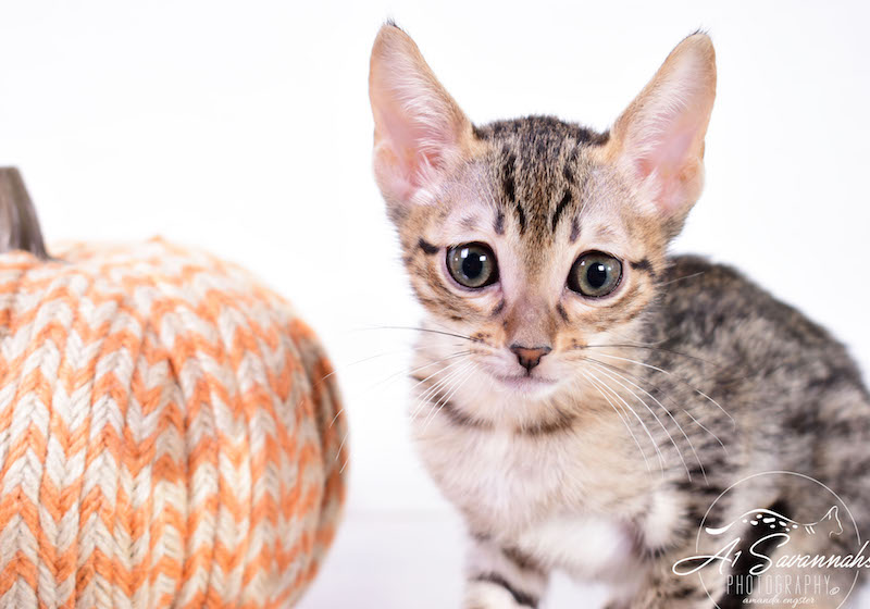 A1 Savannahs Sage is an SBT Savannah Kitten 