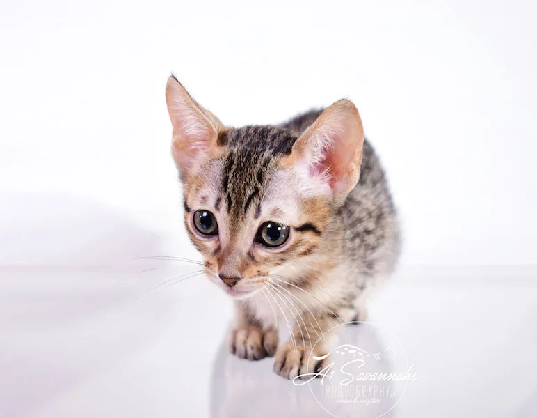 A1 Savannahs Sage is an SBT Savannah Kitten 