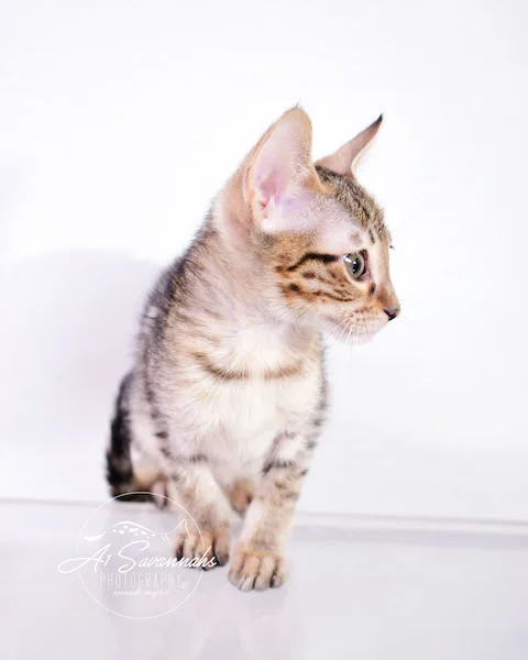 A1 Savannahs Sage is an SBT Savannah Kitten 